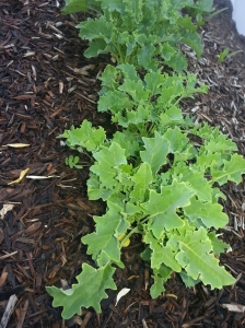 Blue kale.   Take that, Whole Foods!   Boom.