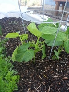 Green beans, almost ready to climb